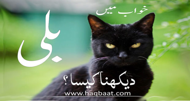 Khawab mai Billi Dekhna? Seeing Cat in a dream. Haq Baat